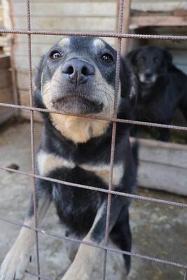 Naomi, Mischling - Hündin