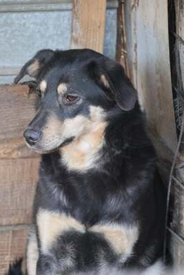 Naomi, Mischling - Hündin