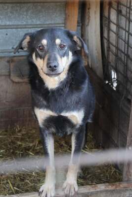 Naomi, Mischling - Hündin