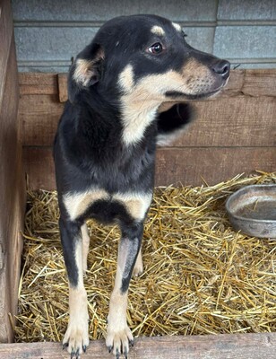 Naomi, Mischling - Hündin