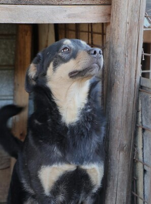 Naomi, Mischling - Hündin