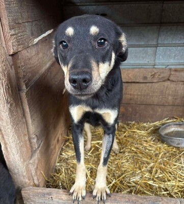 Naomi, Mischling - Hündin