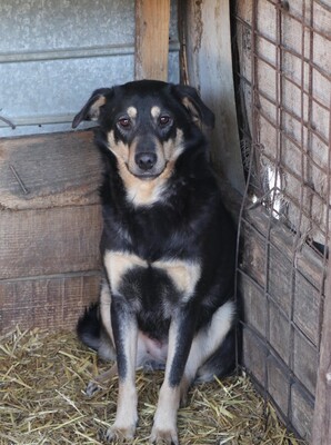 Naomi, Mischling - Hündin