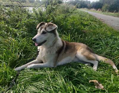 Naomi, Mix - Hündin