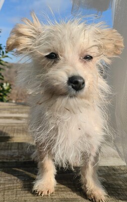 Narancs sucht warmes Körbchen, Chihuahua-Mischling - Hündin