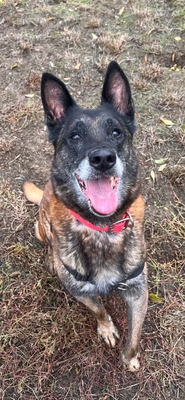 Narco älterer Malinois Rüde möchte aus dem Tierheim, Malinois - Rüde
