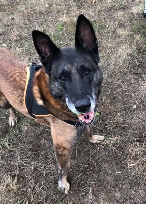 Narco älterer Malinois Rüde möchte aus dem Tierheim, Malinois - Rüde