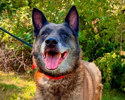 Narcos älterer Malinois Rüde wartet im Tierheim