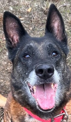 Narcos älterer Malinois Rüde wartet im Tierheim, Malinois - Rüde