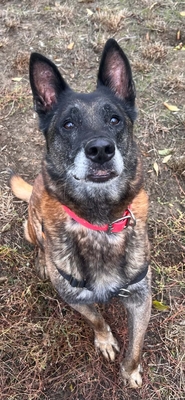 Narcos älterer Malinois braucht dringend ein Zuhasue, Malinois - Rüde