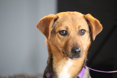 Narina, Mischling - Hündin