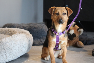 Narina, Mischling - Hündin