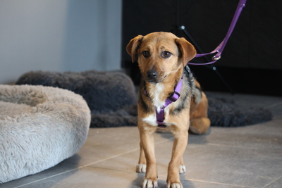 Narina, Mischling - Hündin