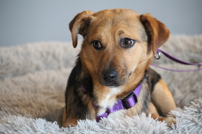 Narina, Mischling - Hündin