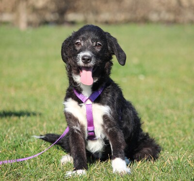 Natina, Mischling Welpen - Hündin