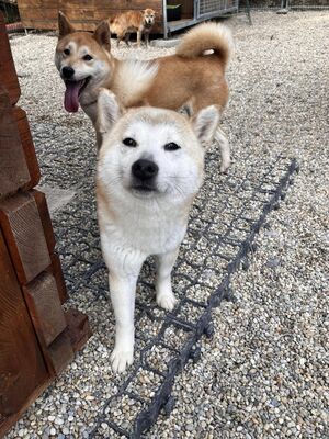 Nattsu - schüchtern, verträglich, Shiba-Inu - Hündin