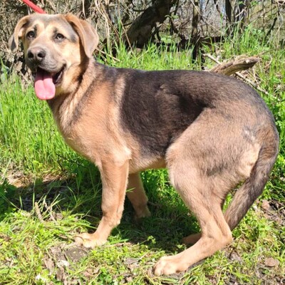 🐶Navajo Schäferhund -Vizsla-Mischling mit einem liebevollen, fröhlichen und verspielten Charakter 💥, Schäferhund -Vizsla-Mischling - Rüde