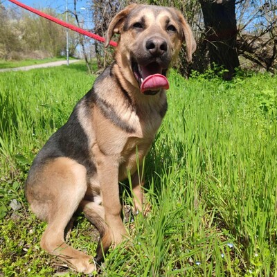 🐶Navajo Schäferhund -Vizsla-Mischling mit einem liebevollen, fröhlichen und verspielten Charakter 💥, Schäferhund -Vizsla-Mischling - Rüde