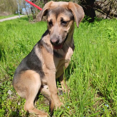 🐶Navajo Schäferhund -Vizsla-Mischling mit einem liebevollen, fröhlichen und verspielten Charakter 💥, Schäferhund -Vizsla-Mischling - Rüde