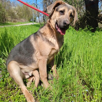 🐶Navajo Schäferhund -Vizsla-Mischling mit einem liebevollen, fröhlichen und verspielten Charakter 💥, Schäferhund -Vizsla-Mischling - Rüde
