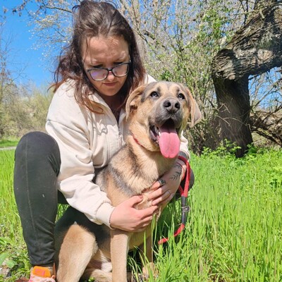 🐶Navajo Schäferhund -Vizsla-Mischling mit einem liebevollen, fröhlichen und verspielten Charakter 💥, Schäferhund -Vizsla-Mischling - Rüde