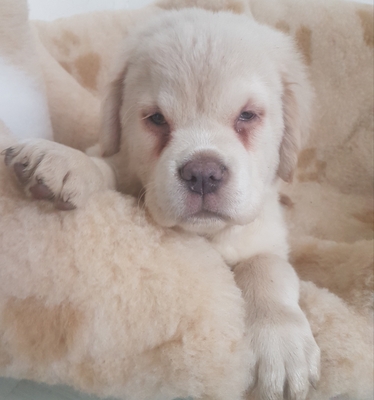 Naviri, Labrador/Mix Welpen - Hündin