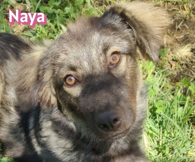 Naya, Mischling - Hündin