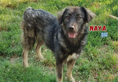 Naya, Mischling - Hündin