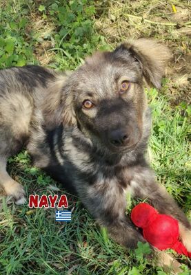 Naya, Mischling - Hündin