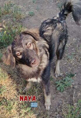 Naya, Mischling - Hündin