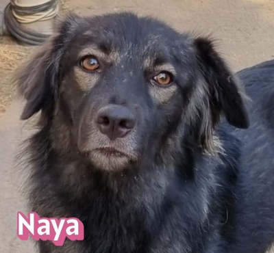 Naya, Mischling - Hündin