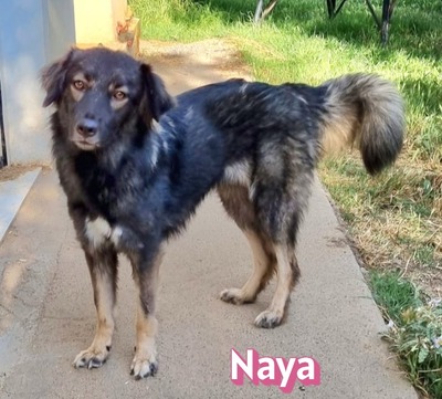 Naya, Mischling - Hündin