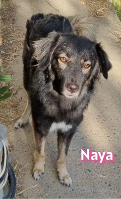 Naya, Mischling - Hündin