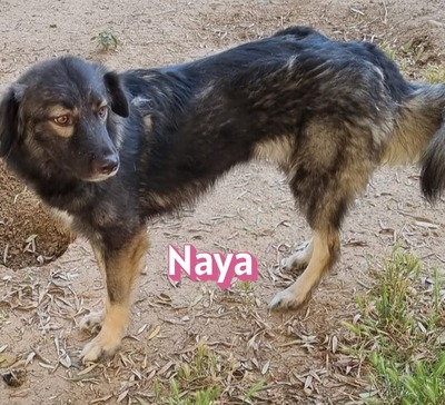 Naya, Mischling - Hündin
