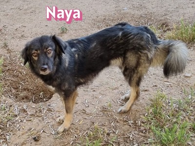 Naya, Mischling - Hündin