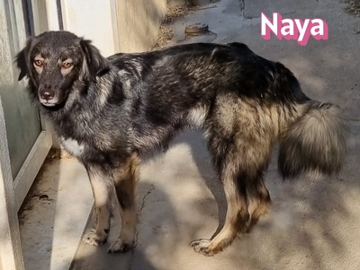 Naya, Mischling - Hündin