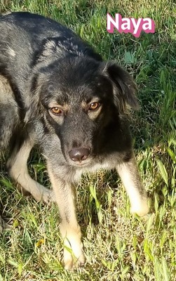 Naya, Mischling - Hündin
