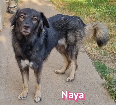 Naya, Mischling - Hündin