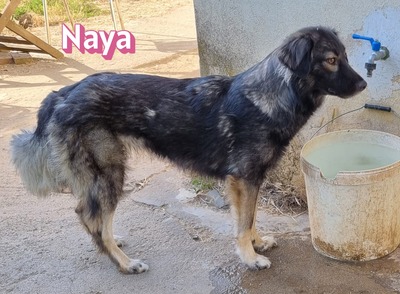 Naya, Mischling - Hündin