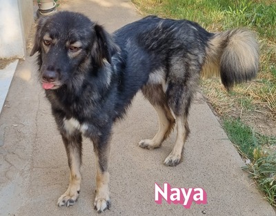 Naya, Mischling - Hündin