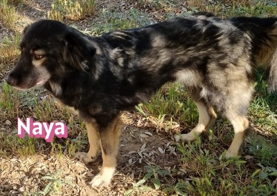 Naya, Mischling - Hündin