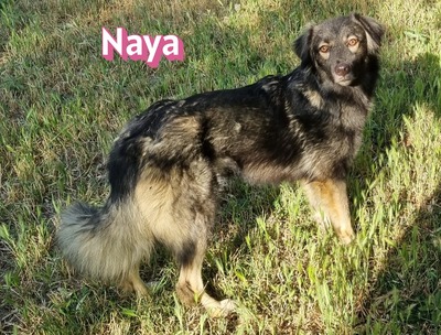 Naya, Mischling - Hündin