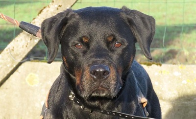 Nayan Rottweiler Hündin sucht schon lange ein Zuhause