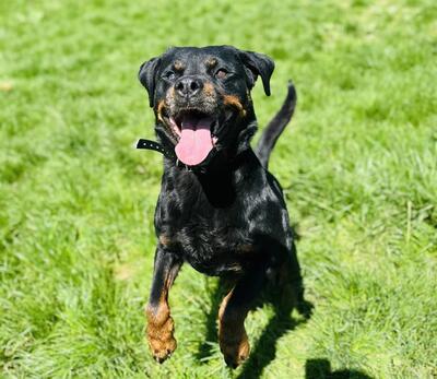 Nayan Rottweiler Hündin sucht schon lange ein Zuhause, Rottweiler - Hündin