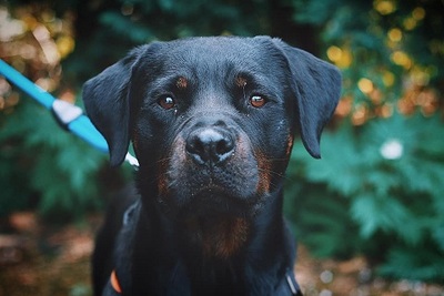 Nayan Rottweiler Hündin wartet immer noch im Tierheim, Rottweiler - Hündin