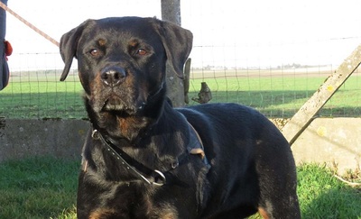 Nayan bildschöne Rottweiler Hündin wartet schon lange, Rottweiler - Hündin
