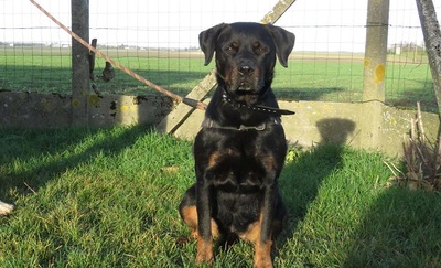 Nayan bildschöne Rottweiler Hündin wartet schon lange, Rottweiler - Hündin