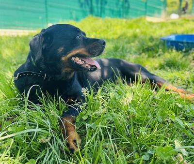 Nayan bildschöne Rottweiler Hündin wartet schon lange, Rottweiler - Hündin