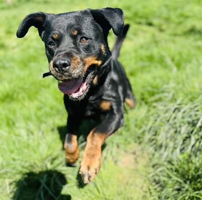 Nayan hübsche Rottweiler Hündin wartet immer noch auf ihr Zuhause