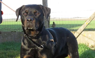 Nayan hübsche Rottweiler Hündin wartet immer noch auf ihr Zuhause, Rottweiler - Hündin